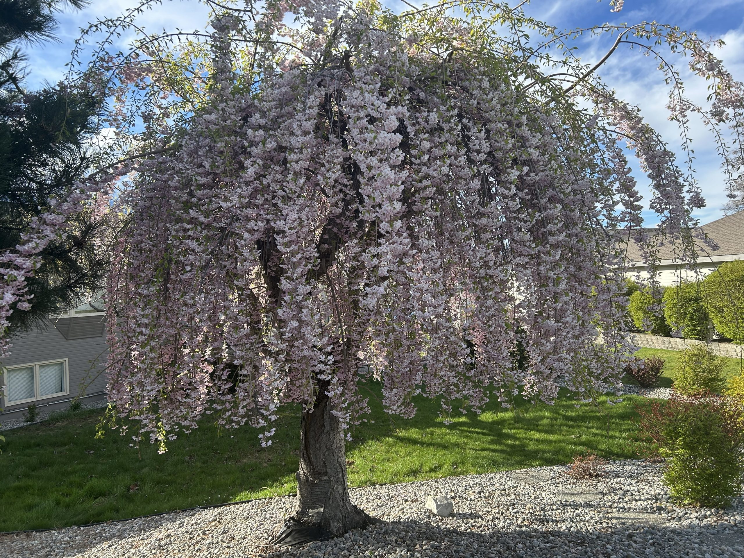 tree pic